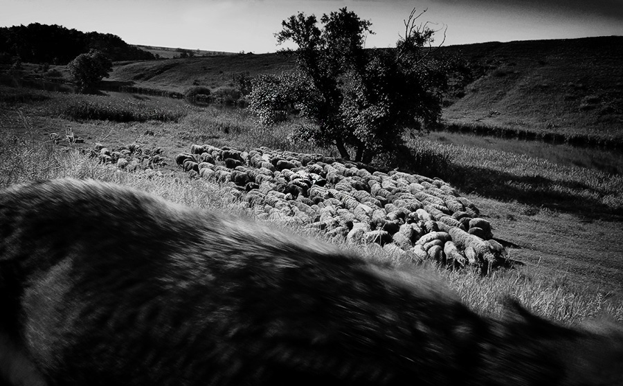 Wölfe attackieren in der Stille