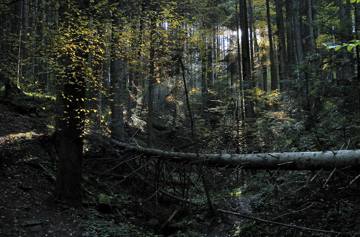 Über den dichten Wald.