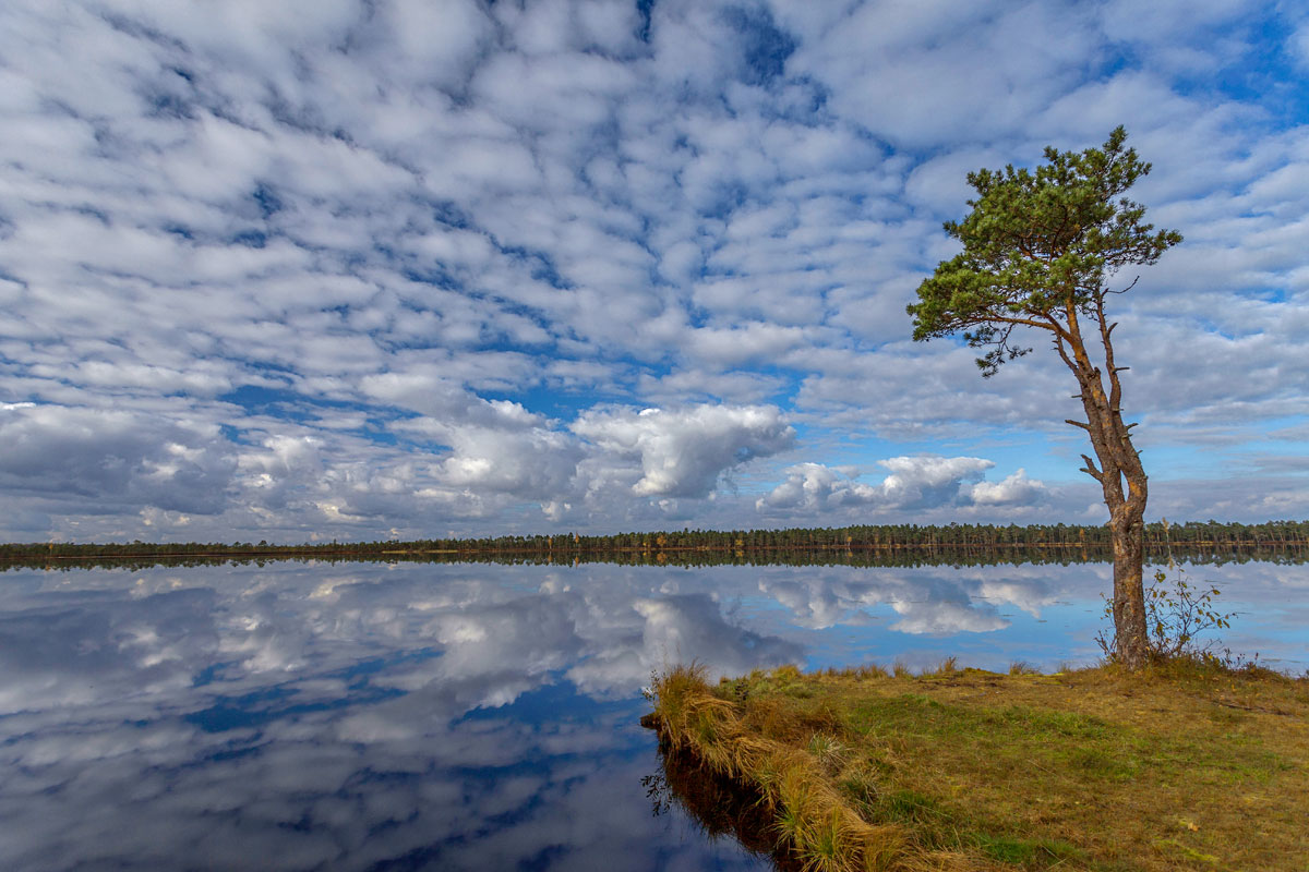Ein einsamer Kiefer ...