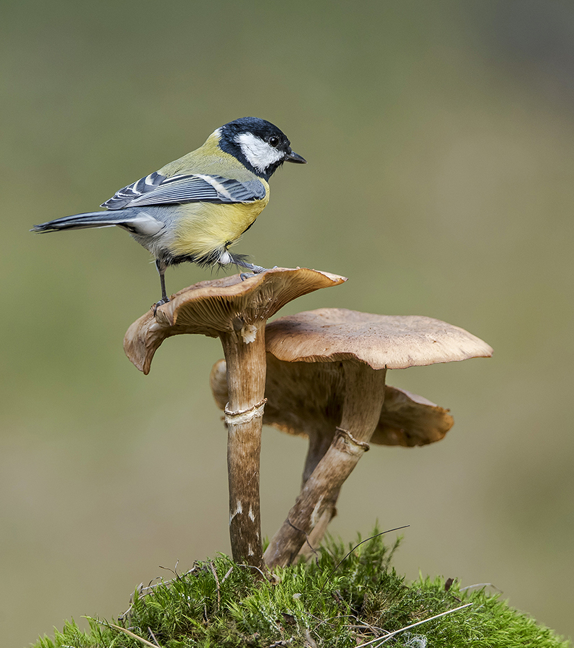Wenn die Pilze waren groß