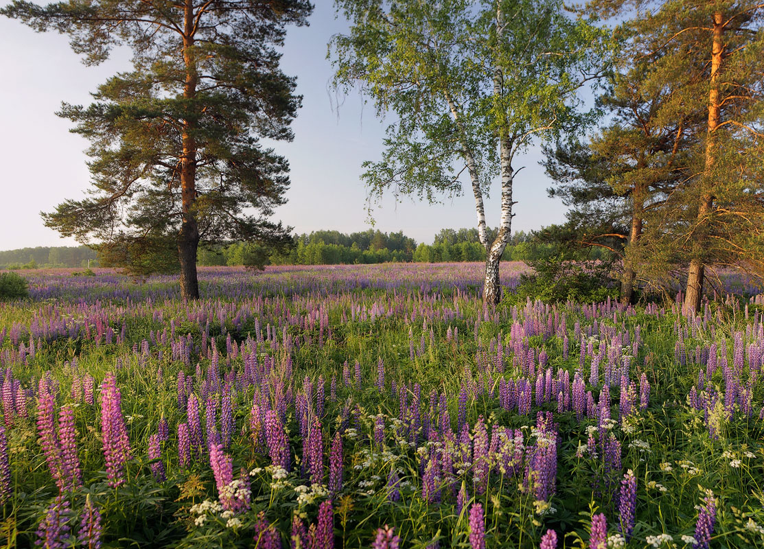 Lupine Morgen