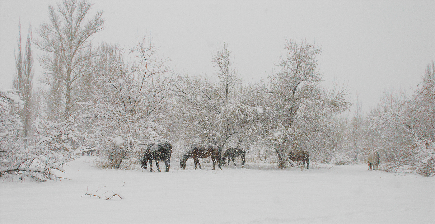 Die langweiligen Garten ....