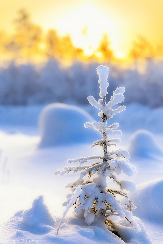 Der Wald Raised a Christmas Tree