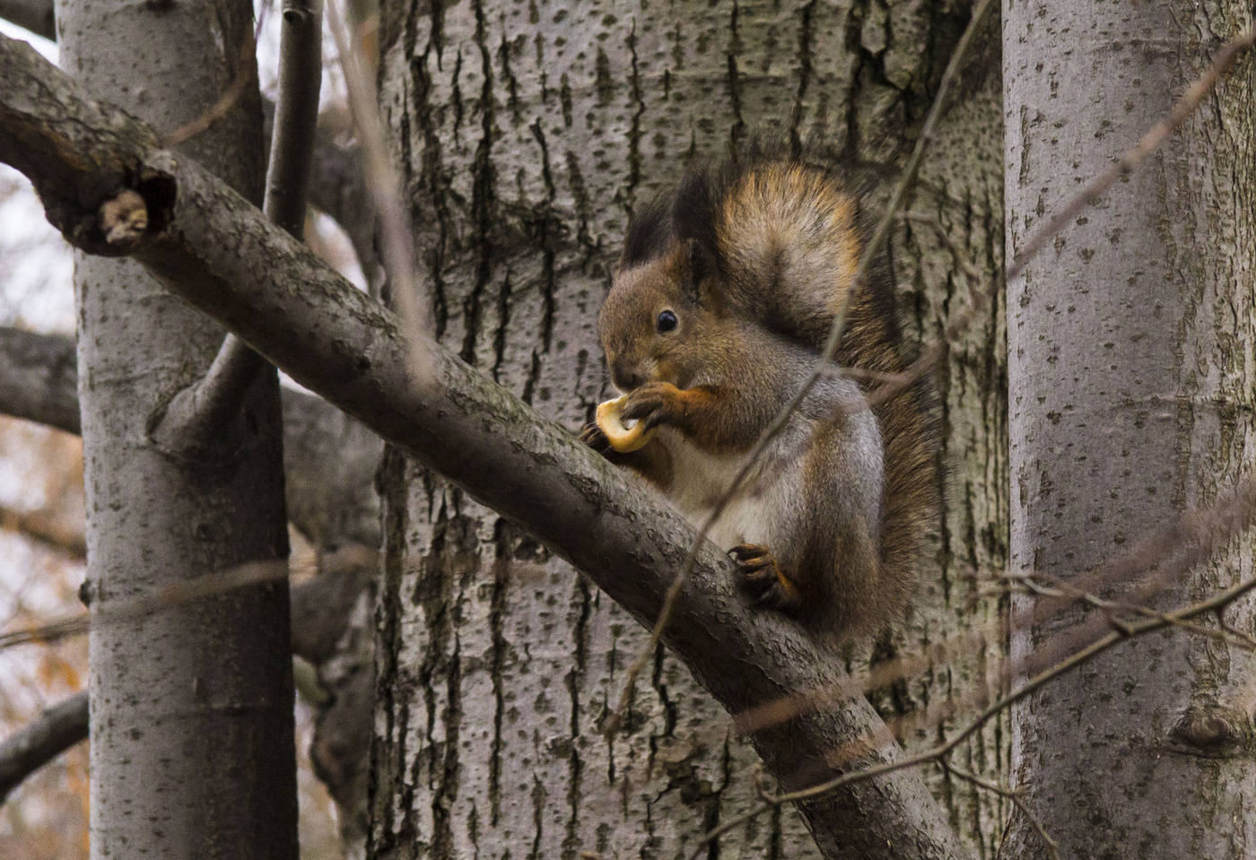 Eichhörnchen auf dem Ast