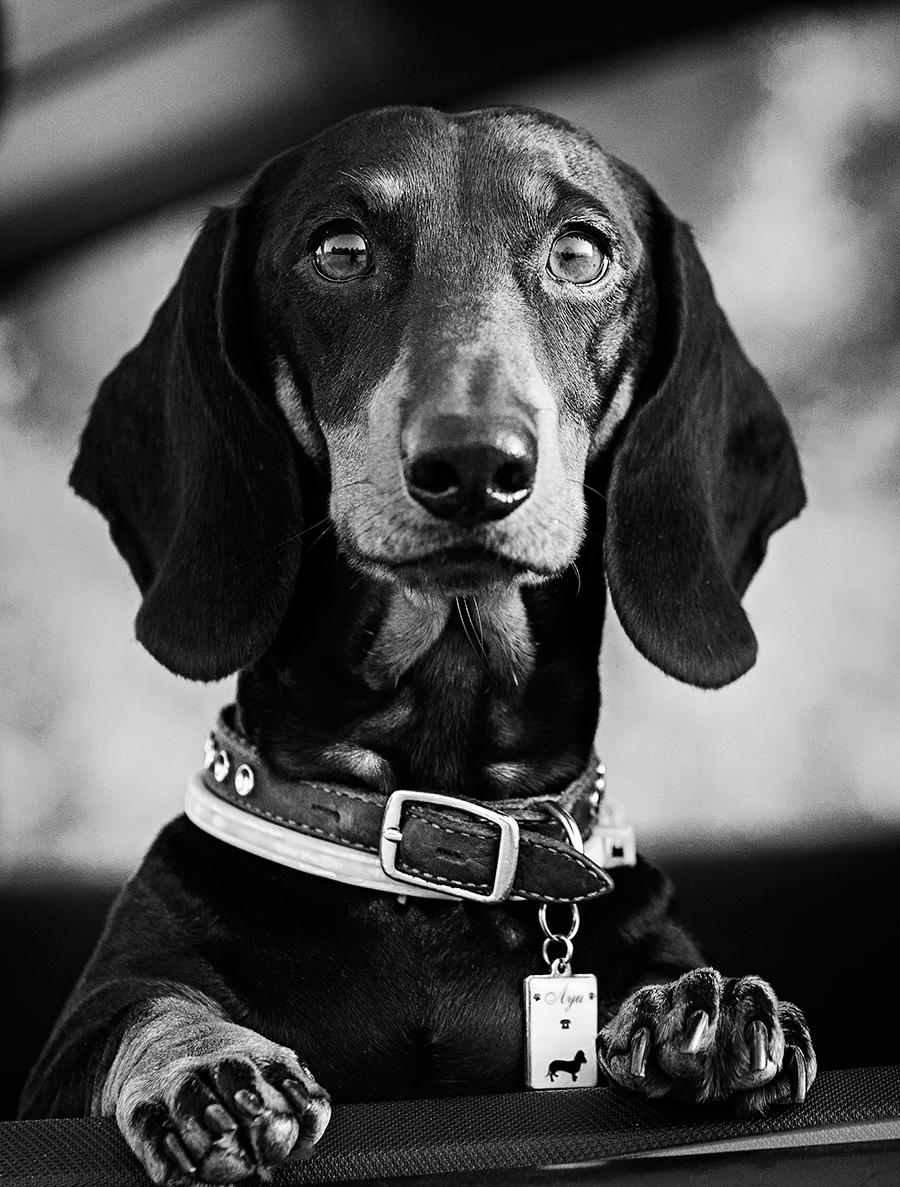 Porträt eines Mannes in der Blüte des Lebens