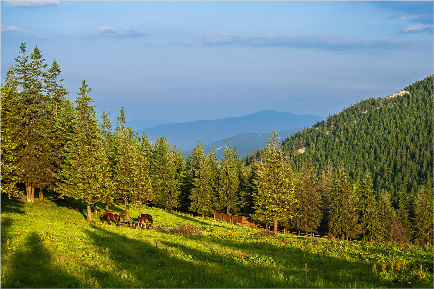 Dämmerung auf Polonyna Hamster