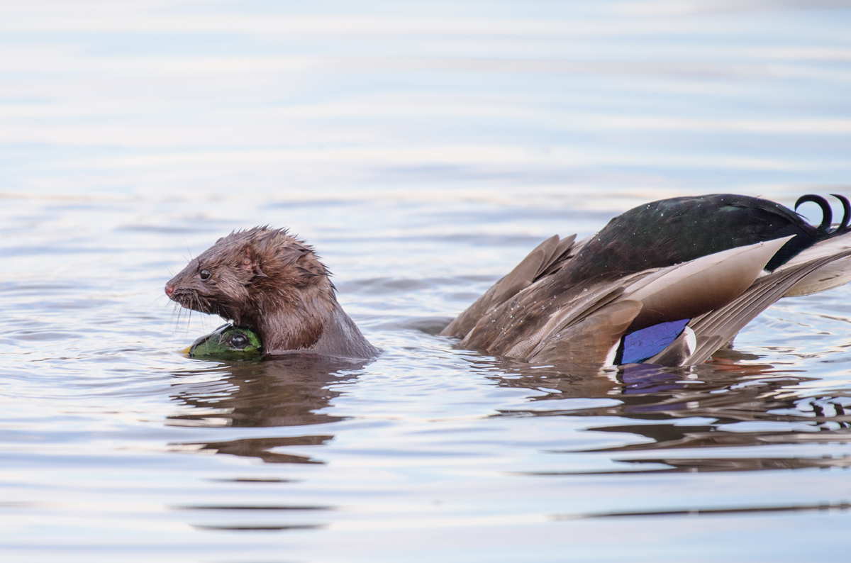Muskrat attacking the Mallard