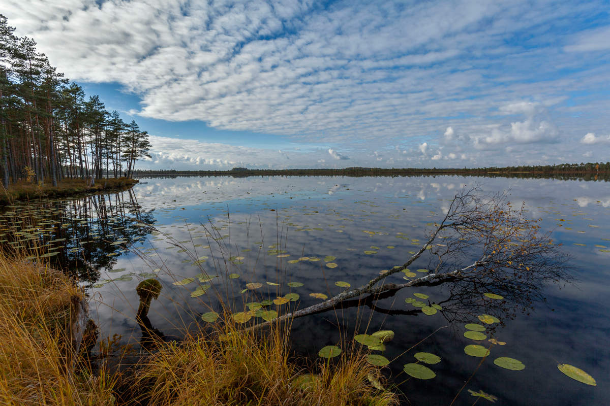 See eingeschlafen, stillen Wald ...