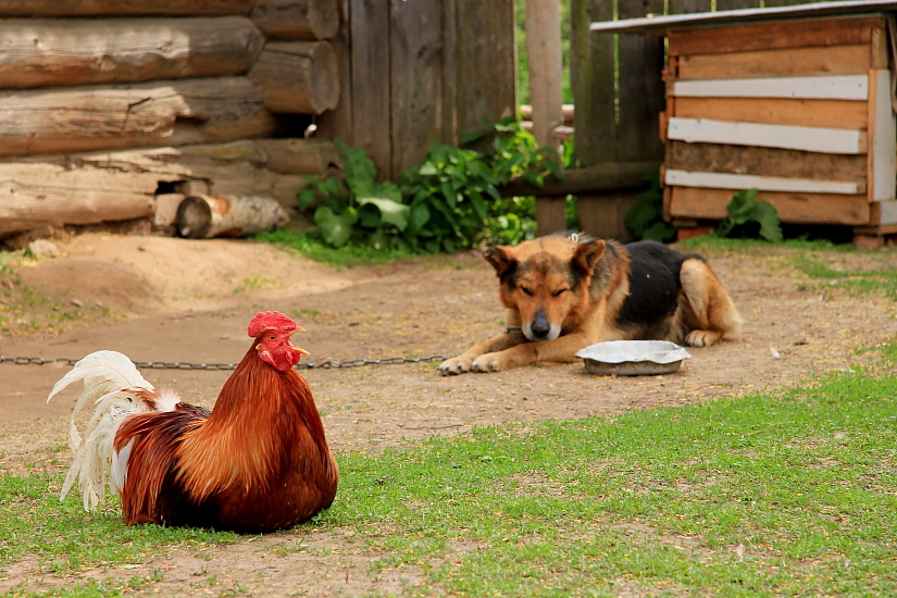 Raus aus den Federn!