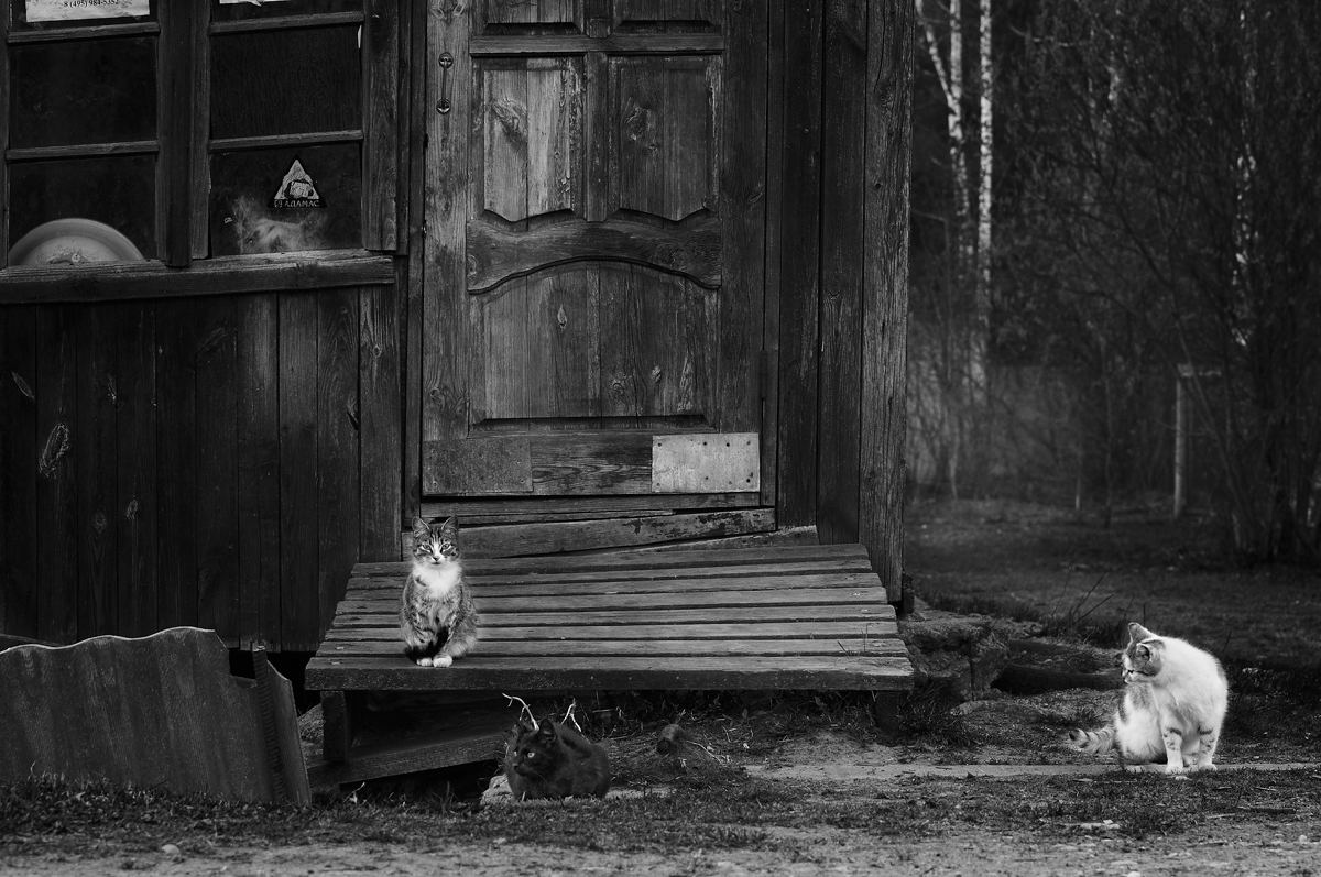 Katzen Regel, Hunde, Gras ...