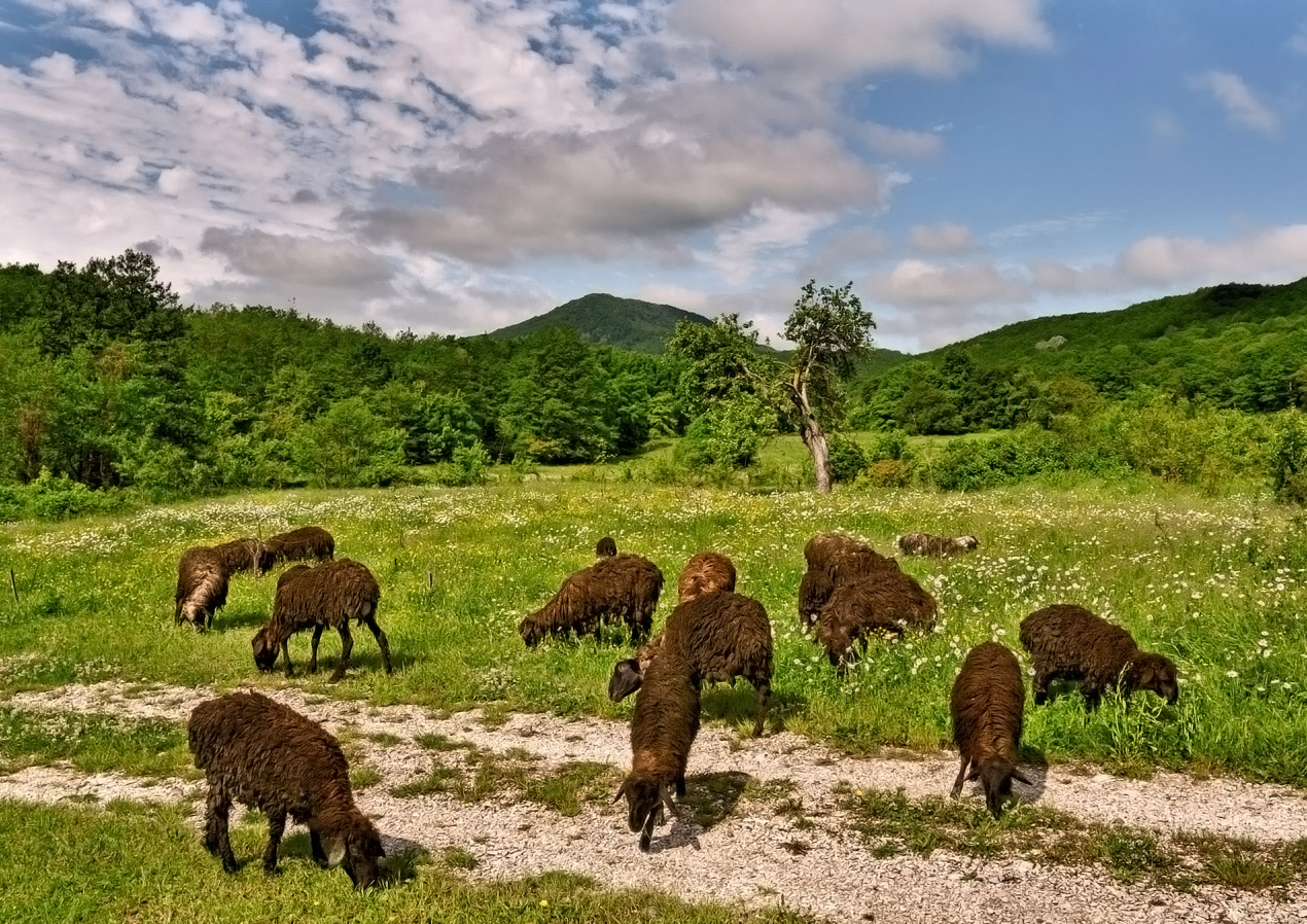 Auf der Suche nach der besten Gras