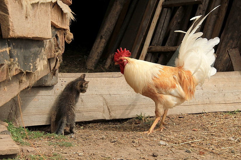 Es tut mir leid, mein Fehler ..
