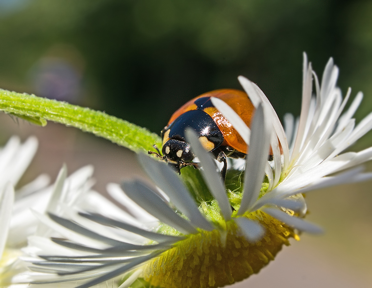 Bequemes Bett zu schlafen ..