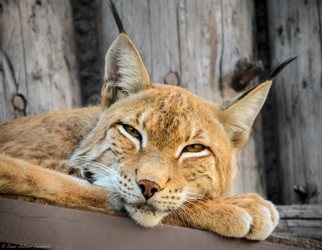 Lynx friedlich