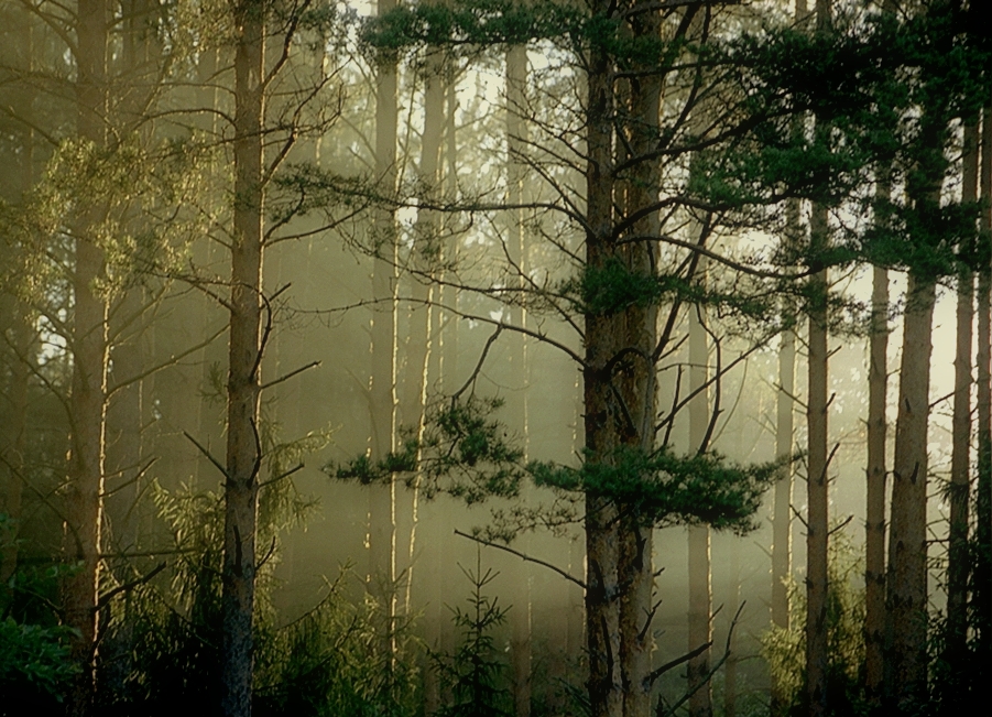 Am frühen Morgen auf dem Fluss Kuban 7