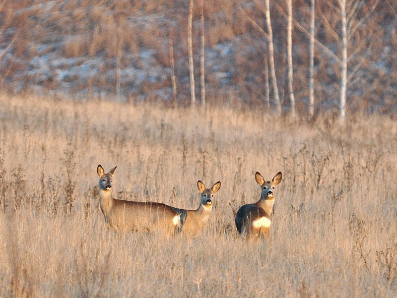 Proteine ​​- Mutanten