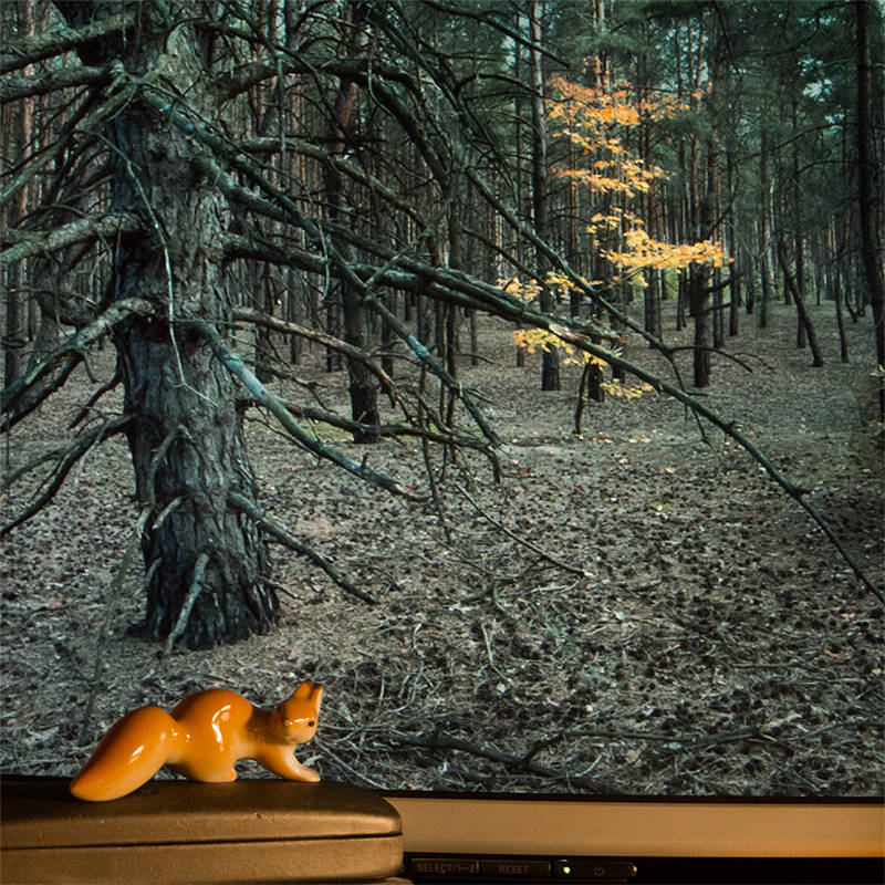 Eichhörnchen will den Wald