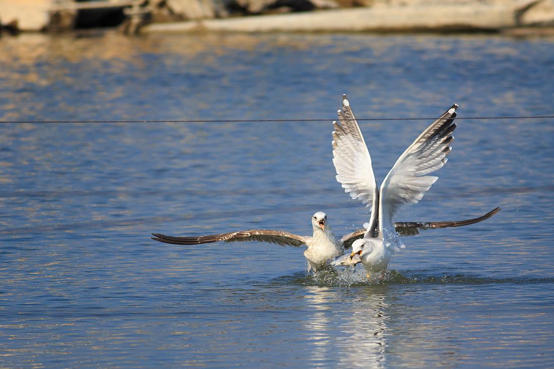 Geben Sie es zu dem ich spreche.