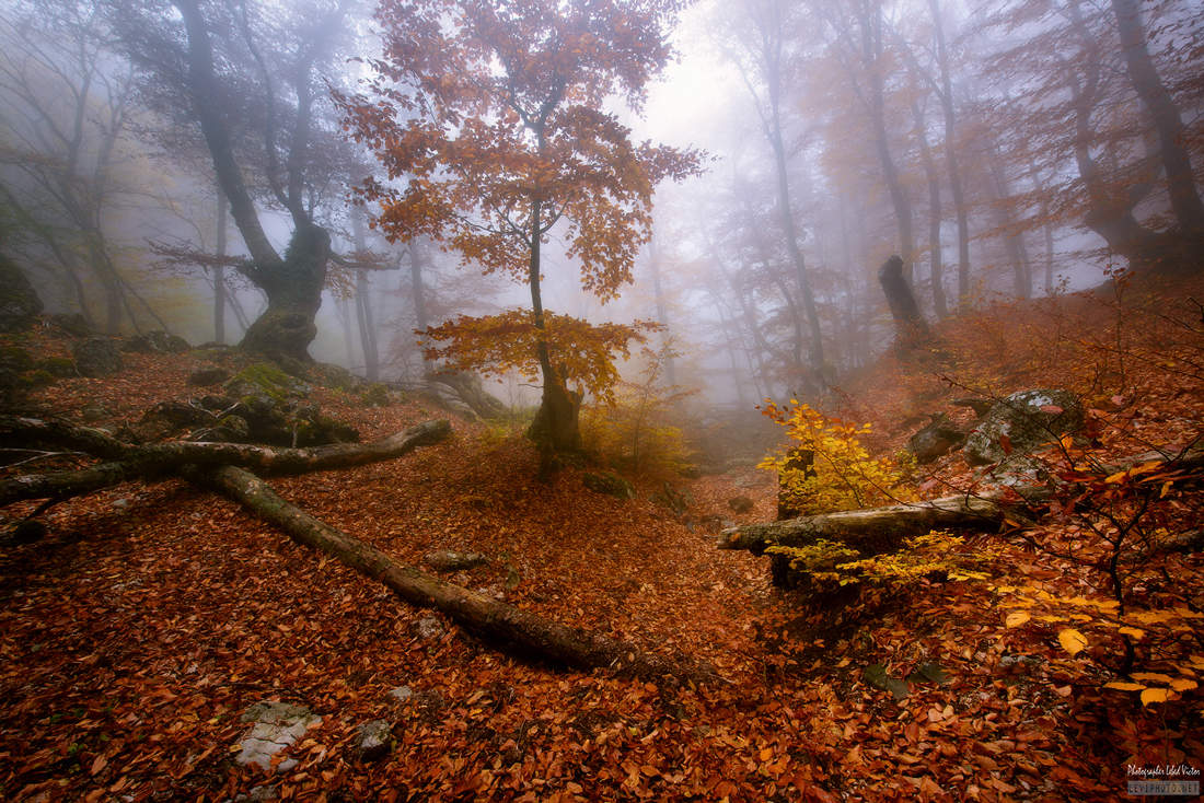 Goldener Herbst Demerji II