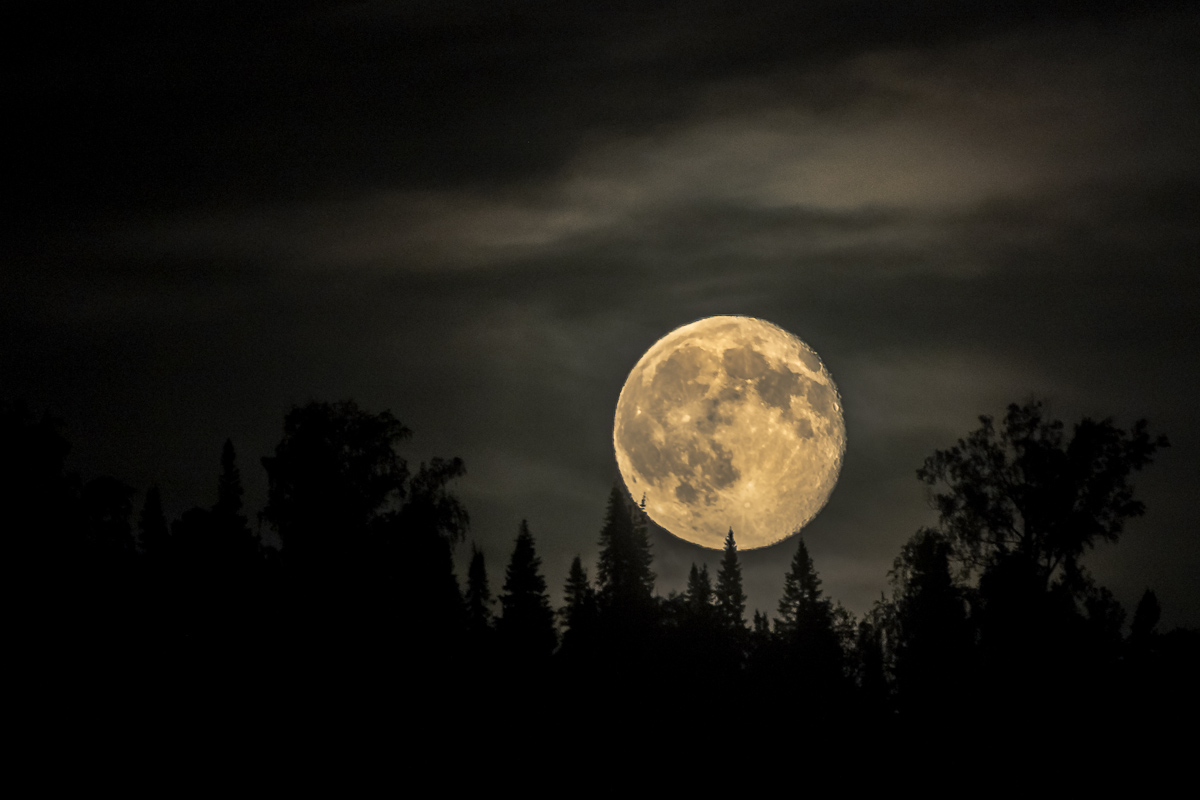 Ja heulende Hunde bellen