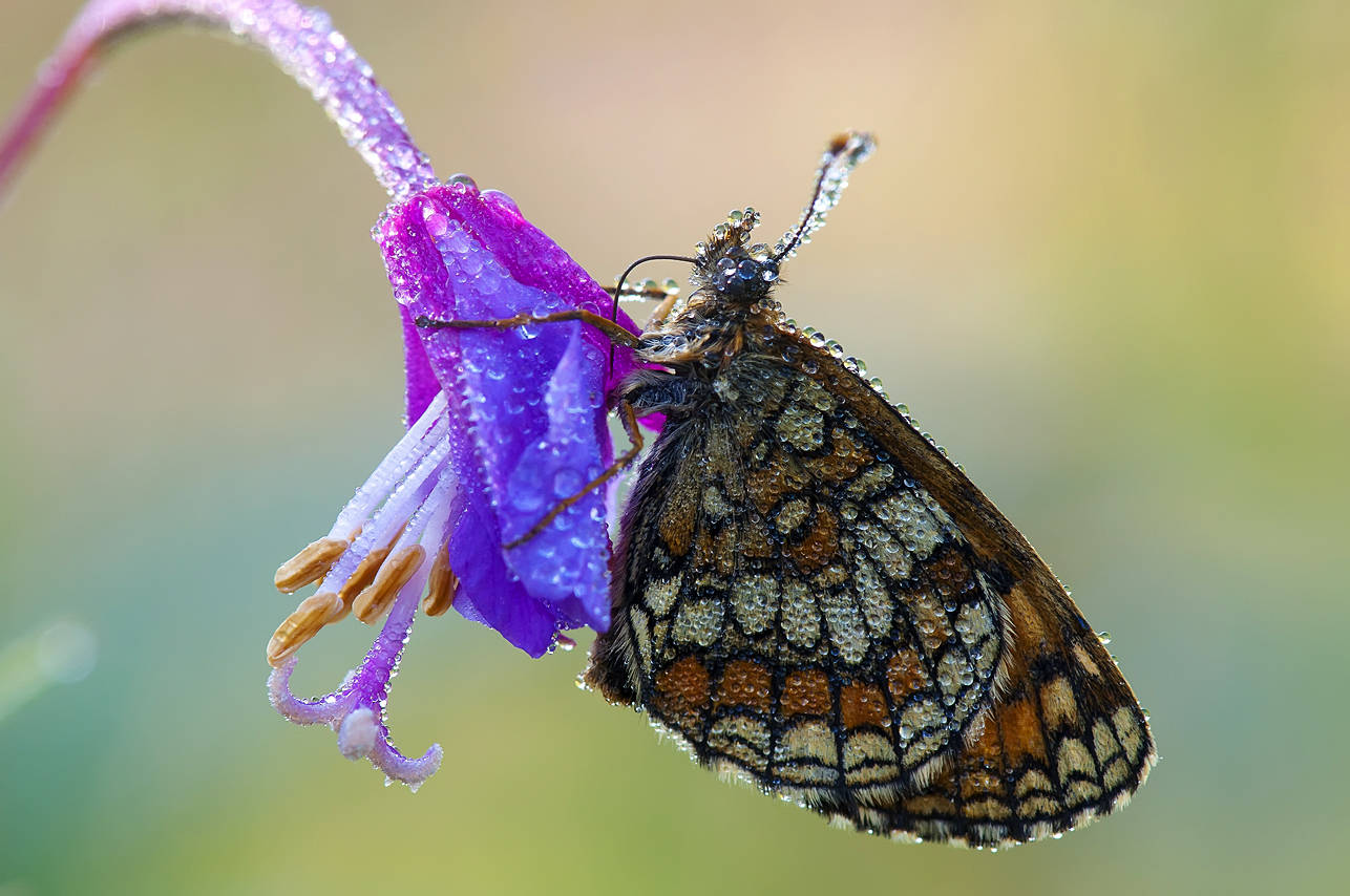 Nippen am Morgen Nektar 2