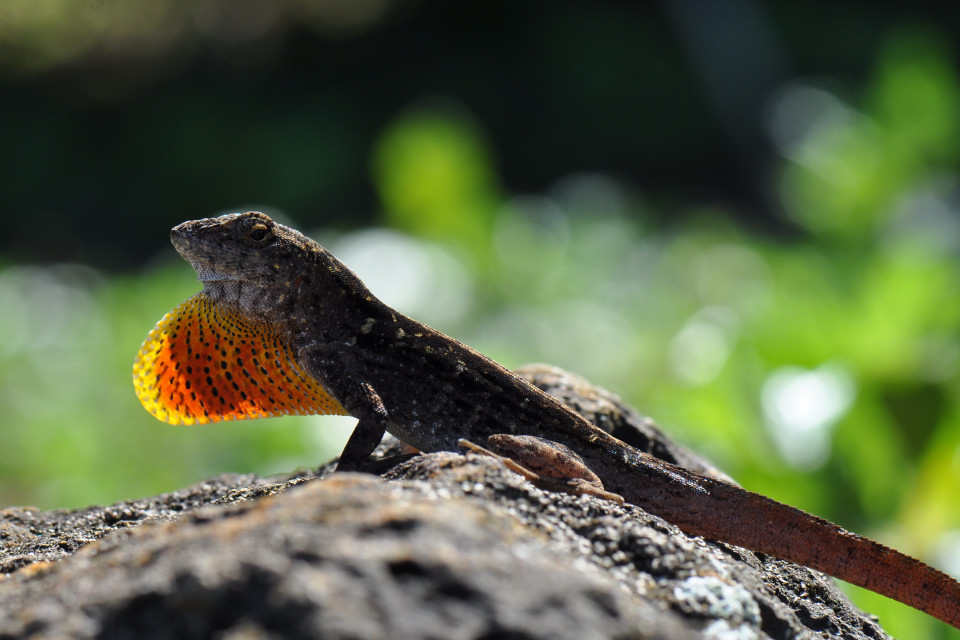 Anolis