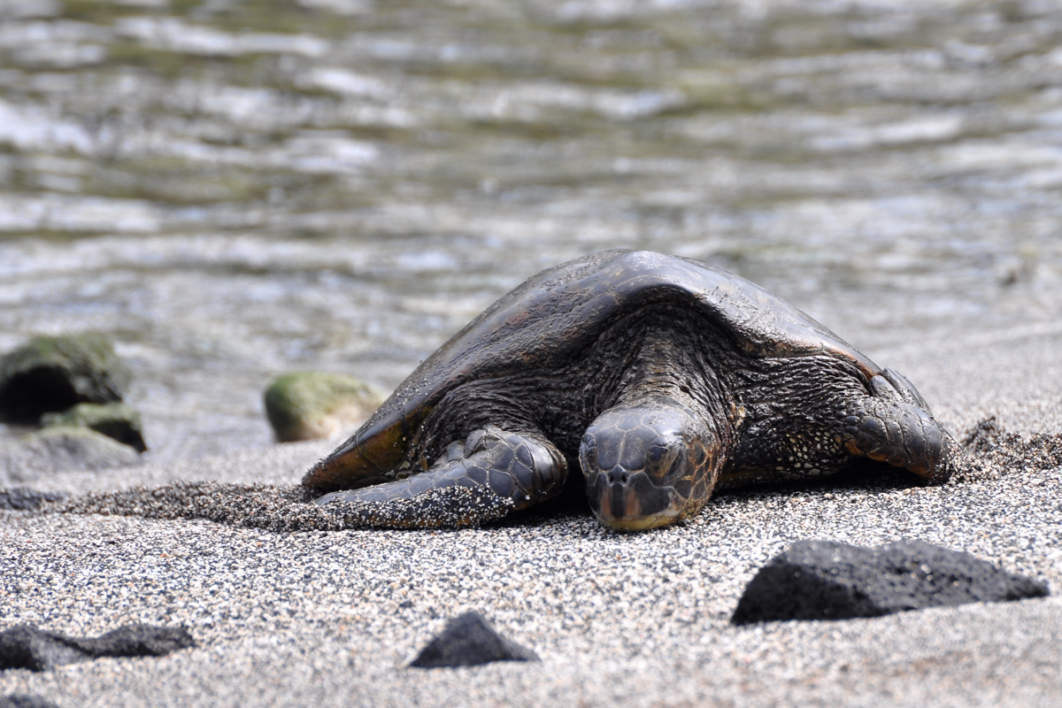 grüne Meeresschildkröte