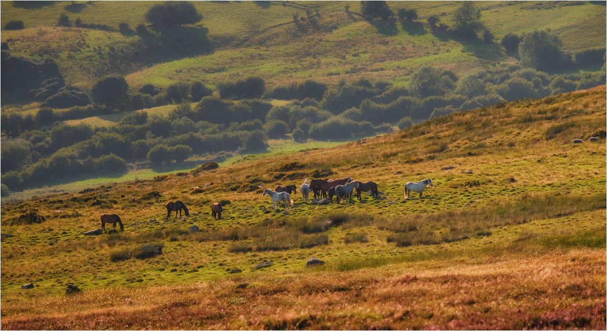 ... Über die Pferde ...