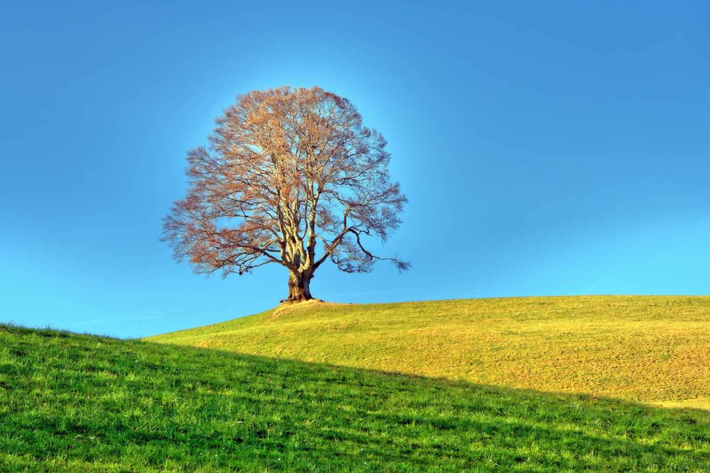 Buche als Wahrzeichen