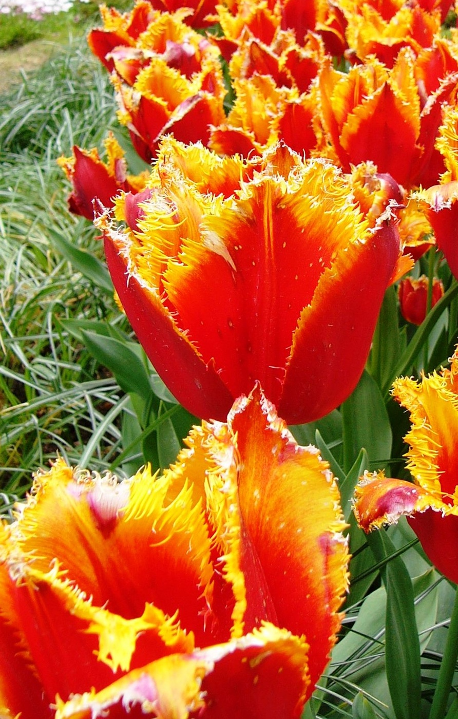 Tulips in Sochi