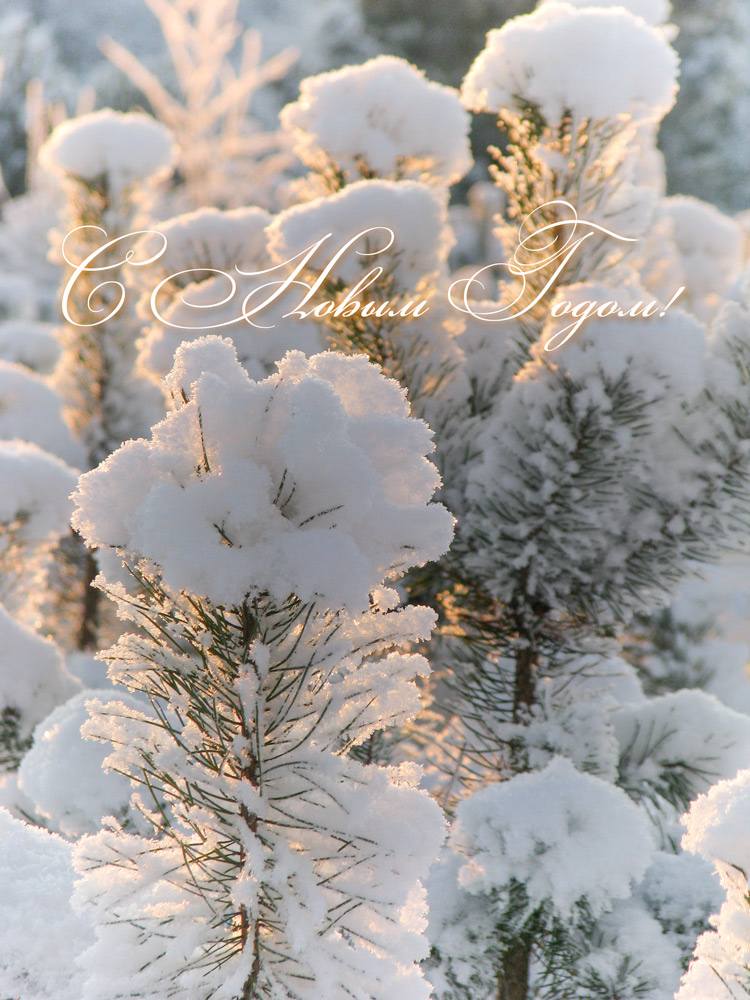 Frohes Neues Jahr 2016!