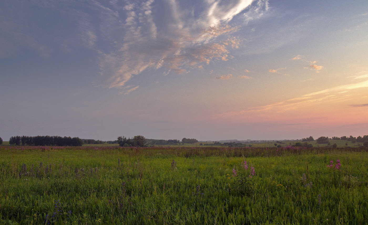 Ivan - Tee Blüten ....