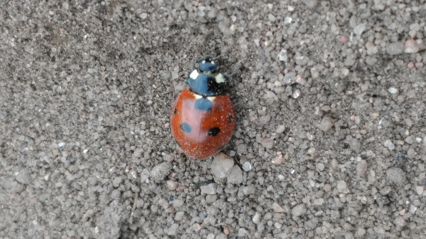 Marienkäfer-