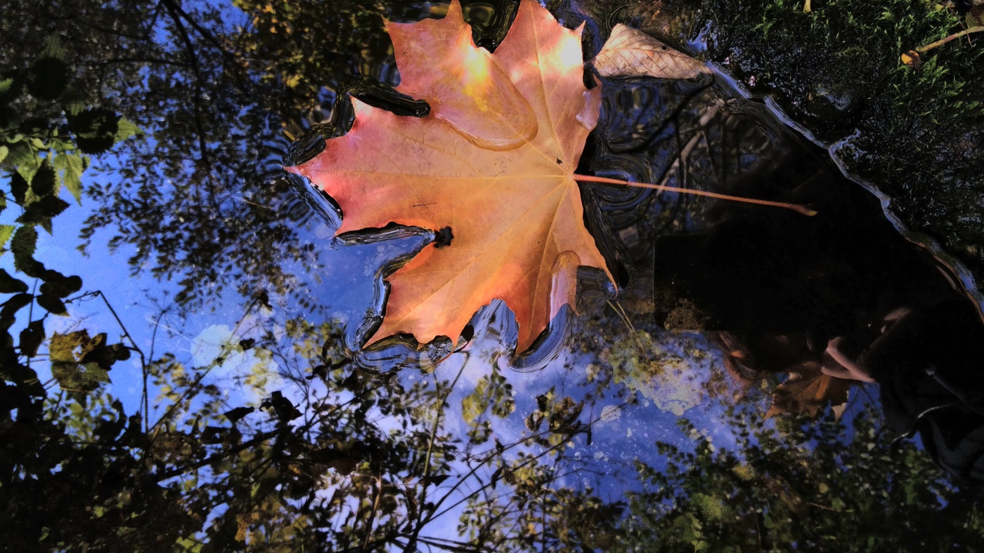Blatt auf dem Wasser