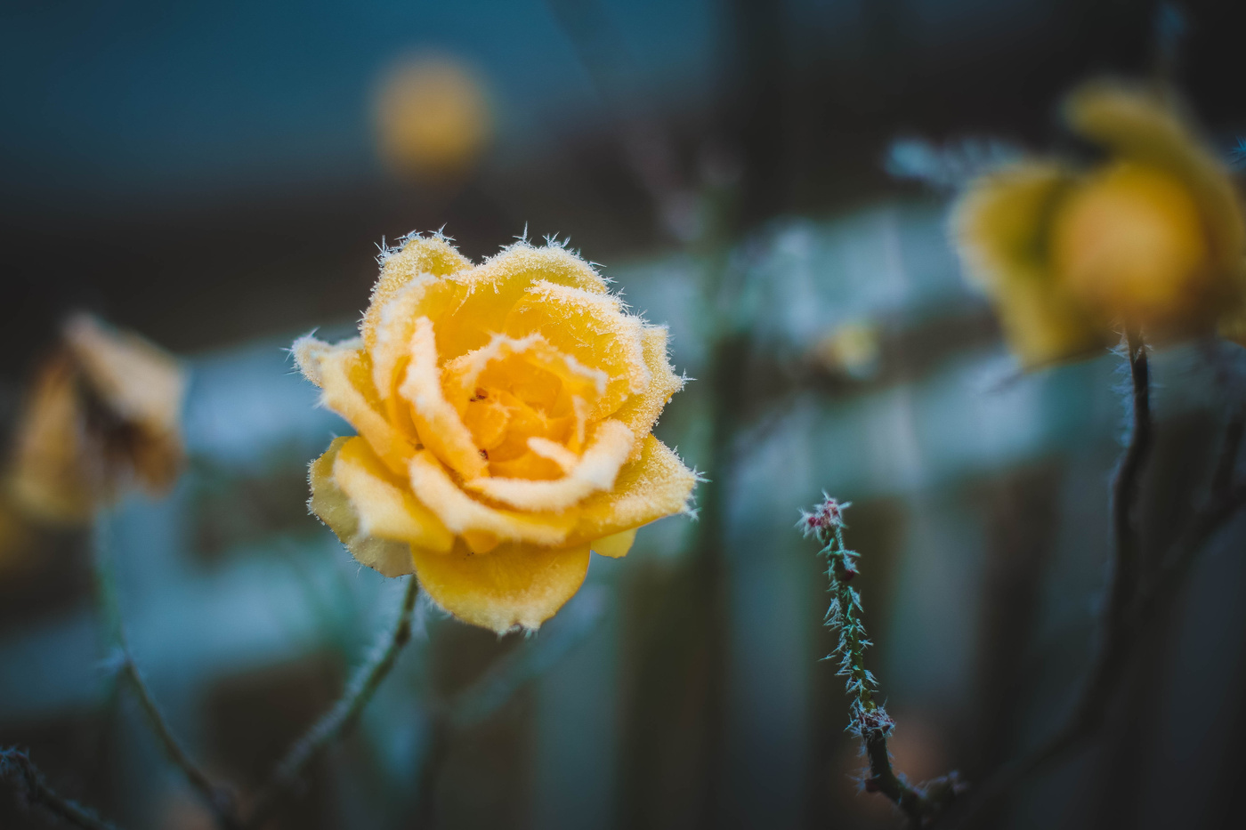 Morgen des 1. Januar