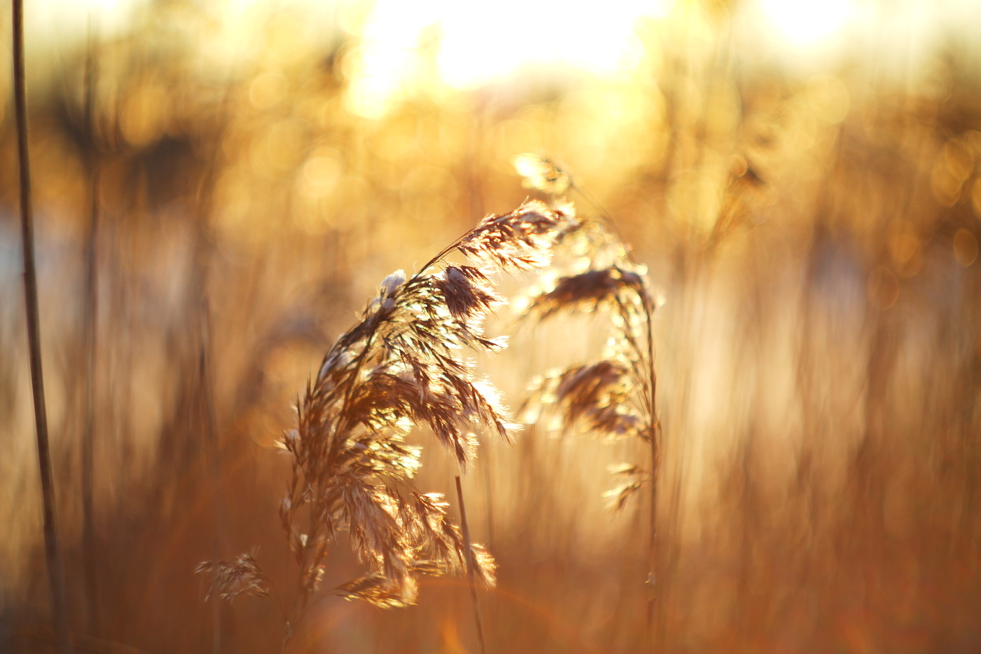 Die Januar zarisovki.Kamysh.