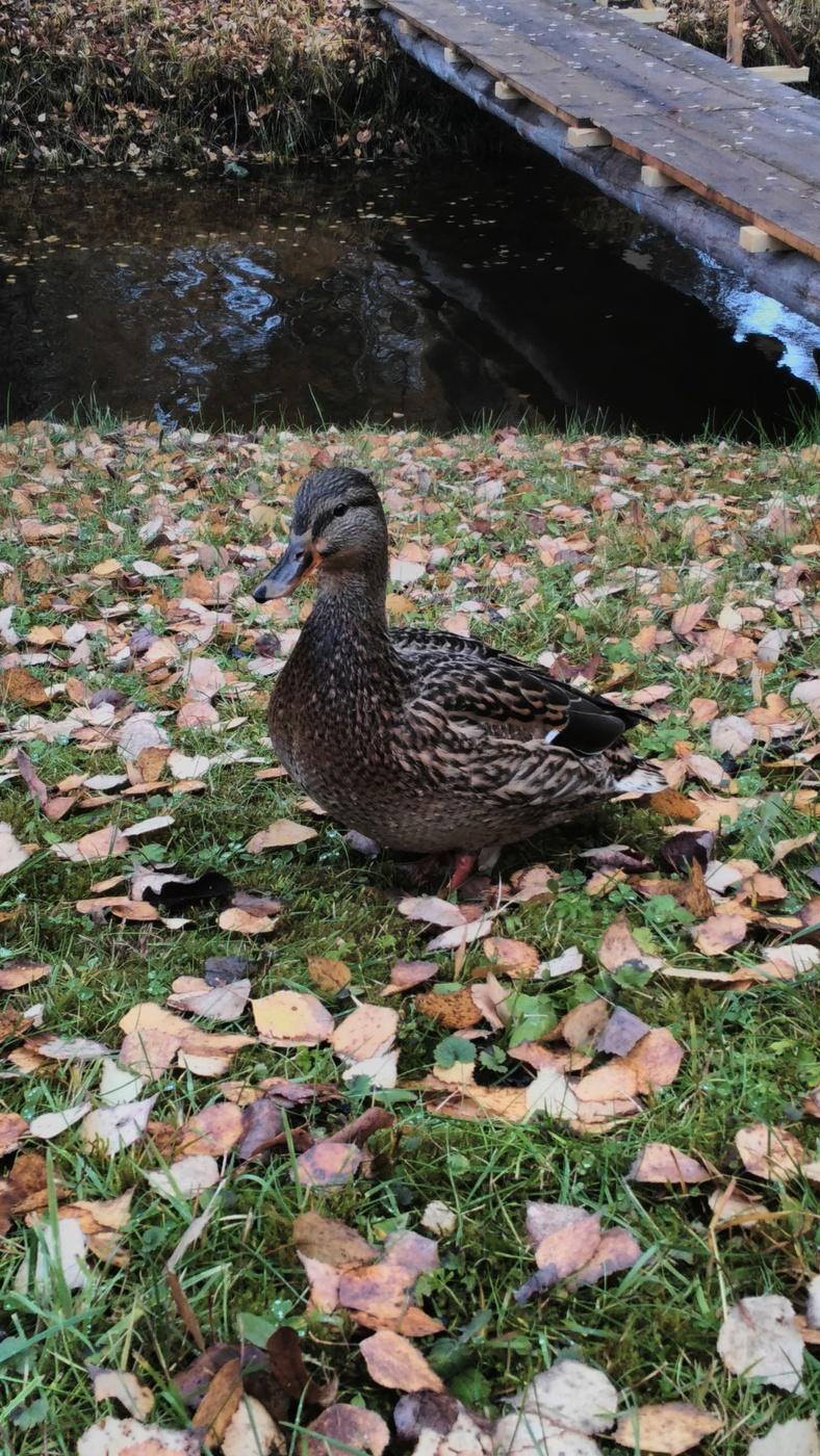 Ente im Pushkin Bergen
