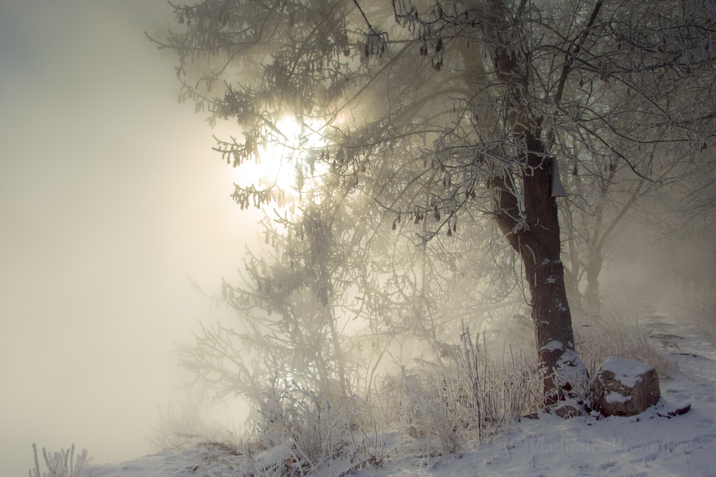 Morgendämmerung, Nebel