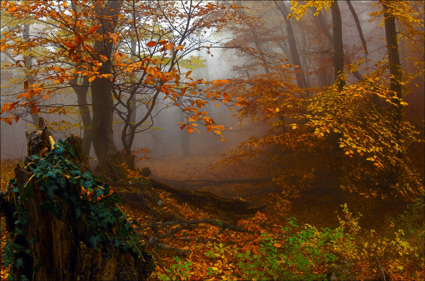 Nebligen Herbst Zeit ...