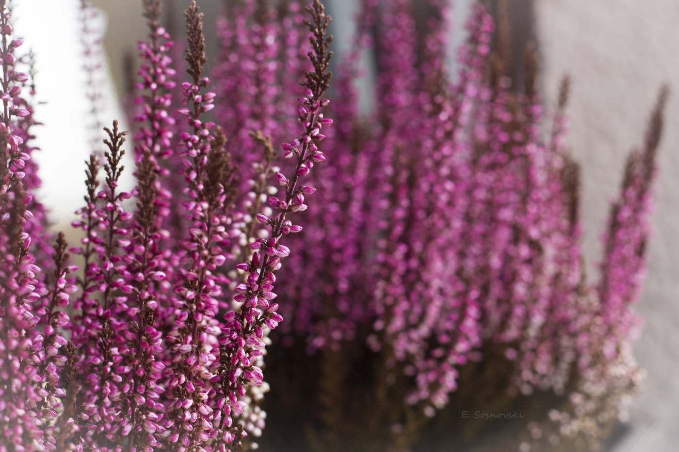 Blumenstrauß für die Stadt