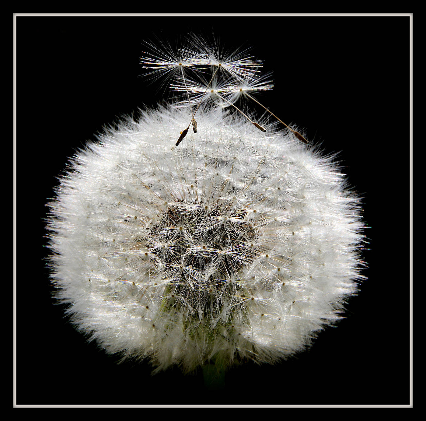 in dem schwarzen Quadrat