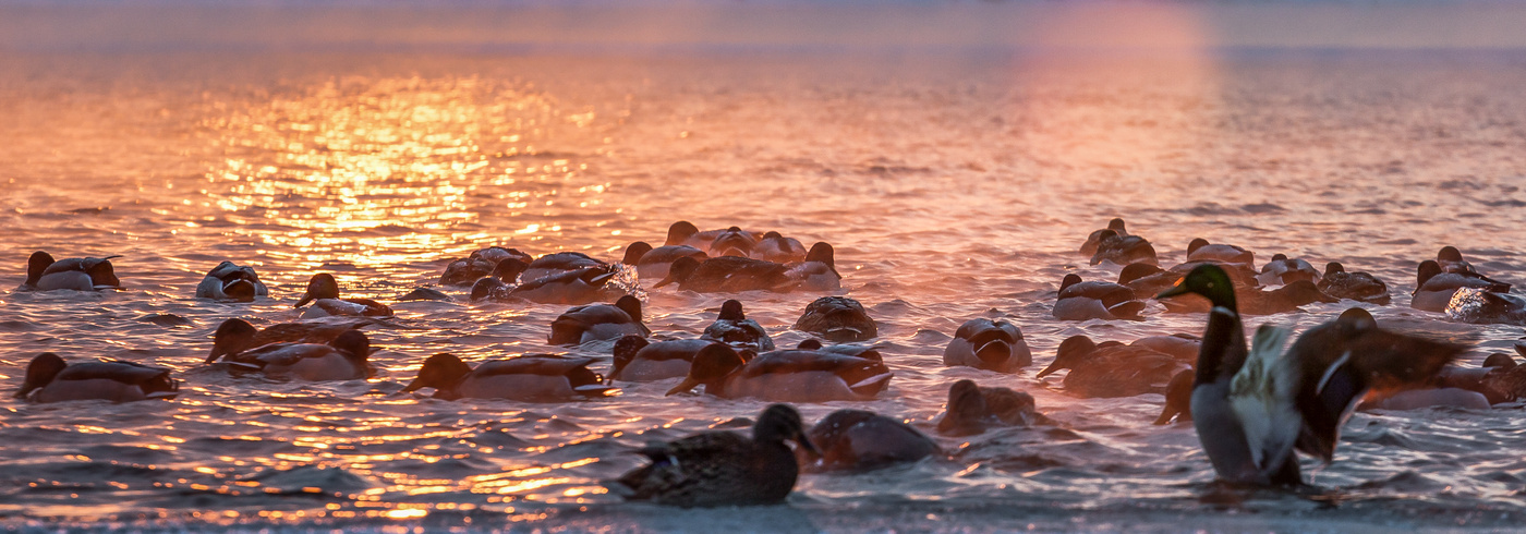 In den Strahlen der untergehenden Sonne ...