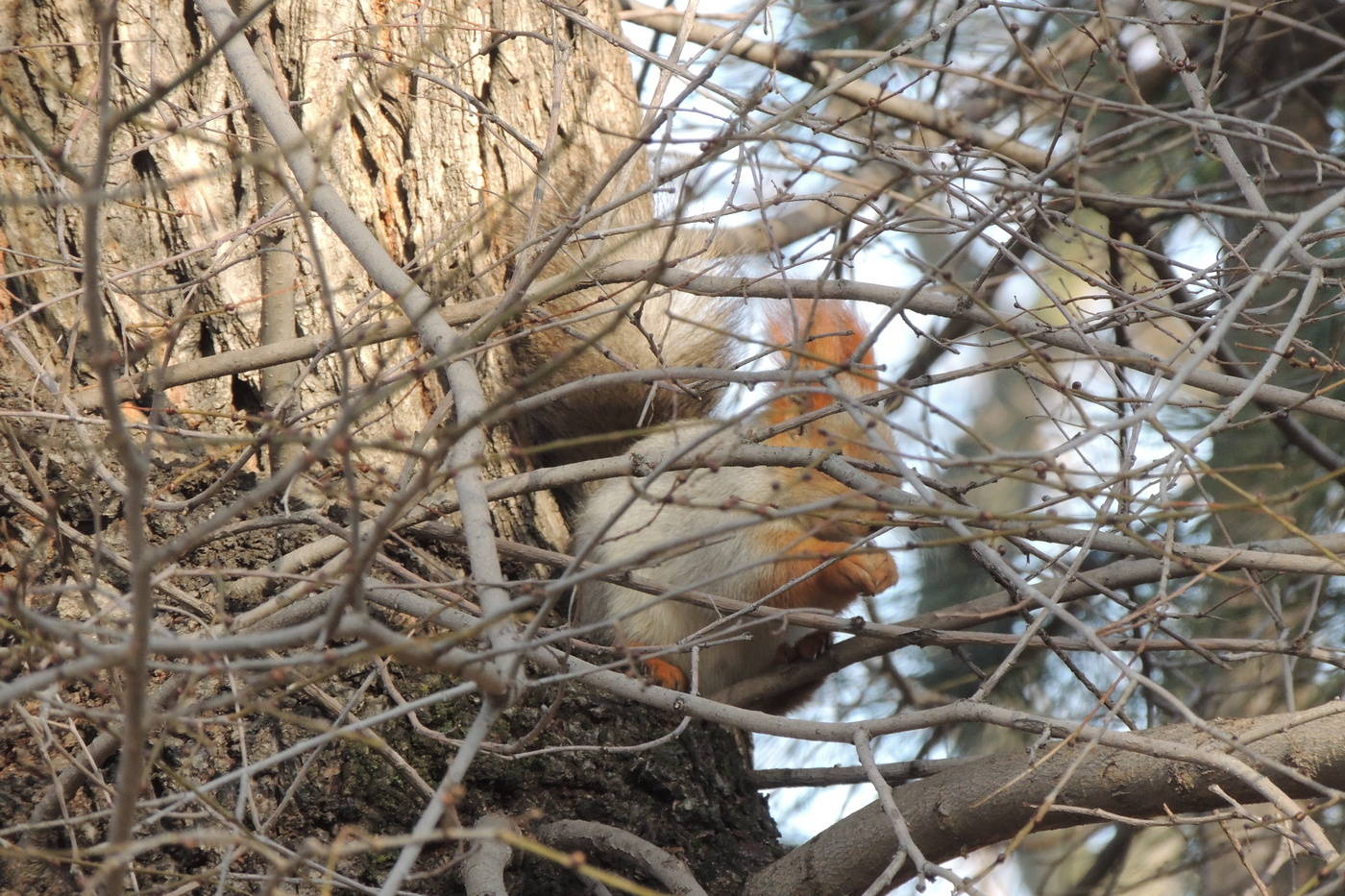 Eichhörnchen und Walnuss