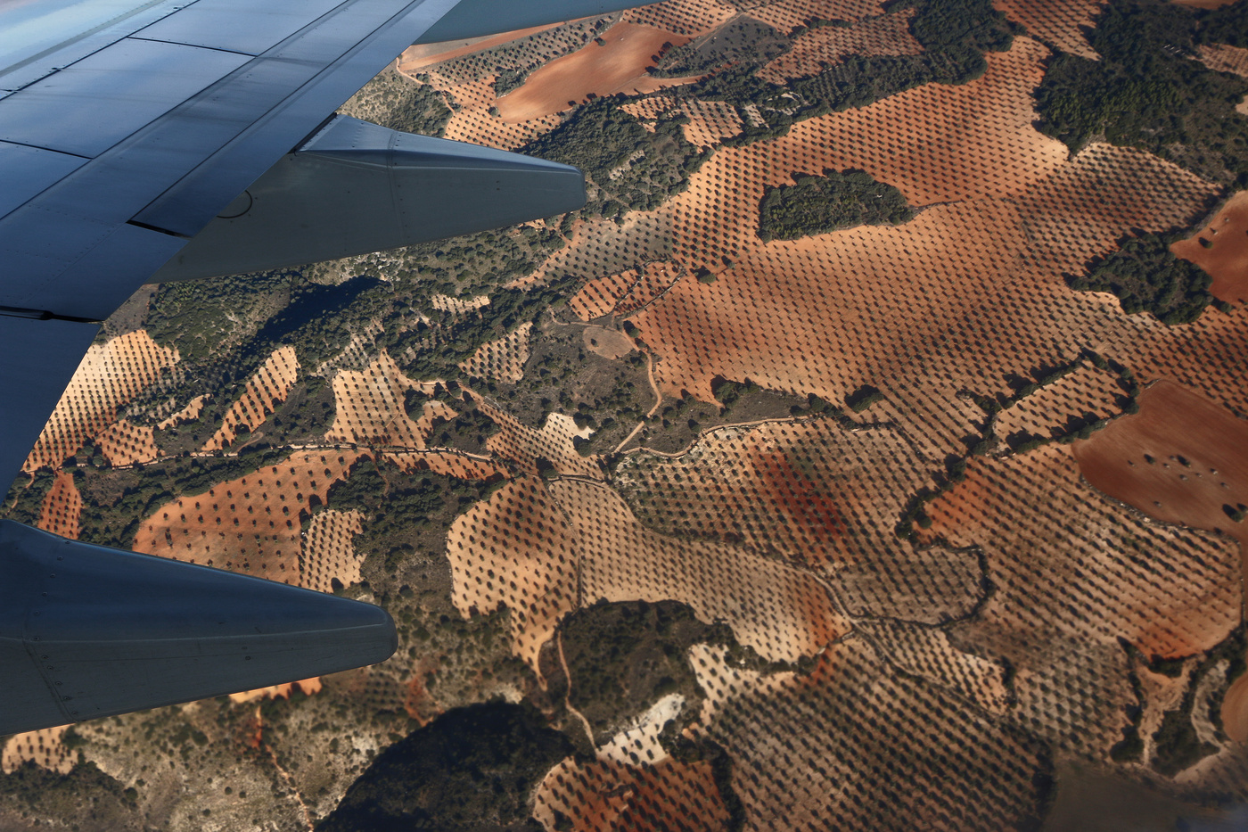 Olive Gardens of Spain