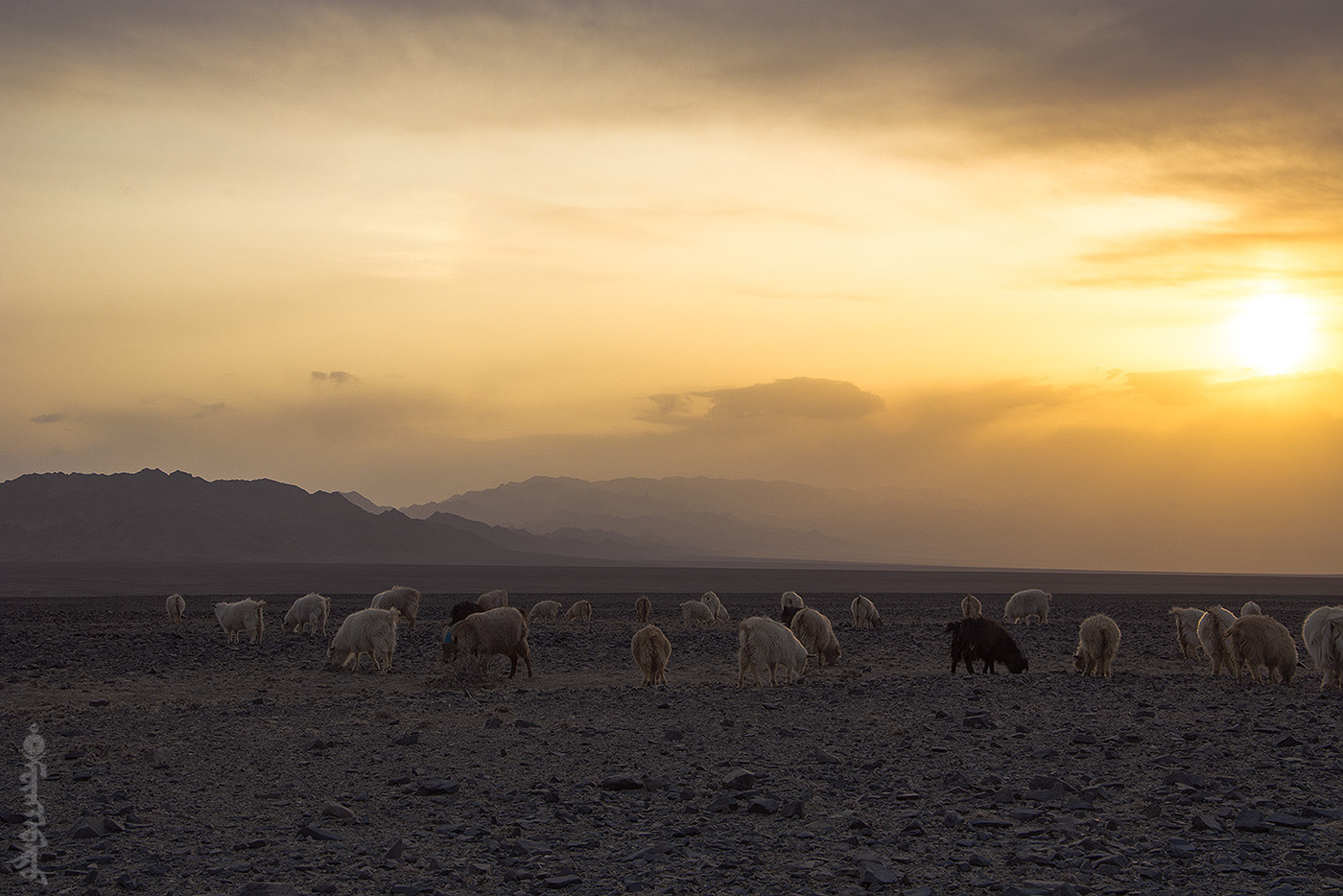Sunset Desert Mongolia