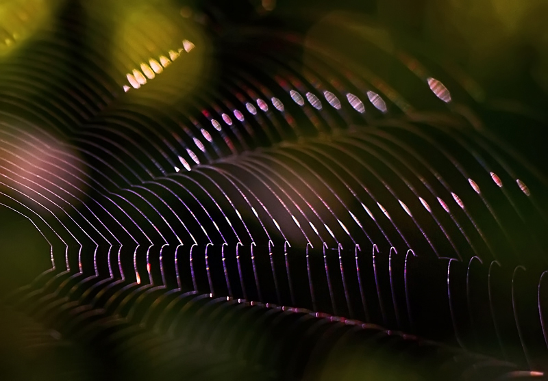 Reim des Morgenlichts