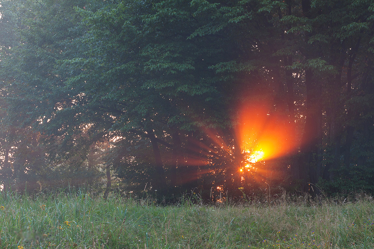 Reim des Morgenlichts