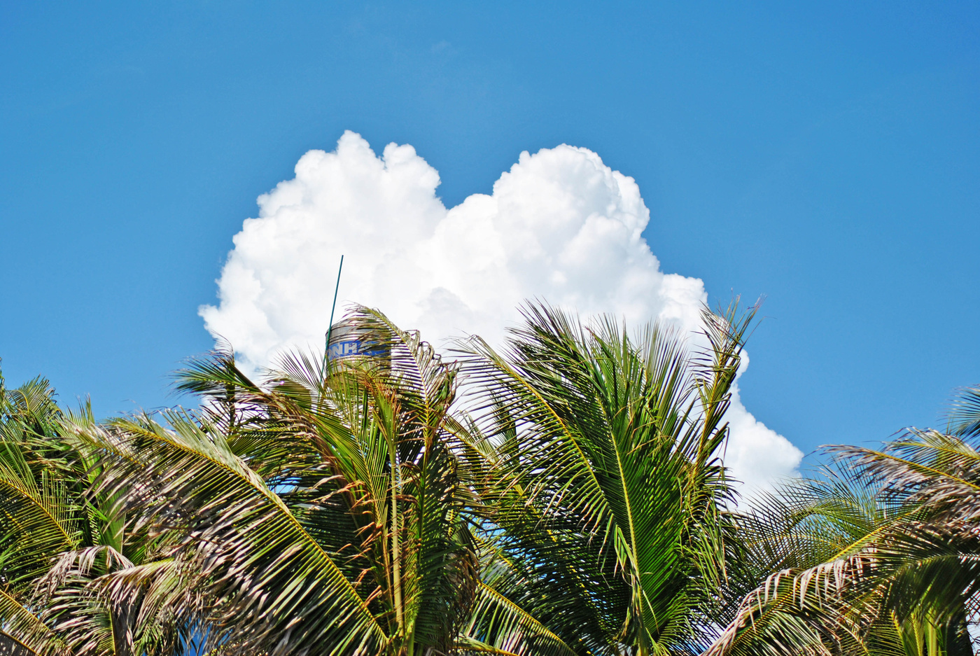 Reim des Morgenlichts