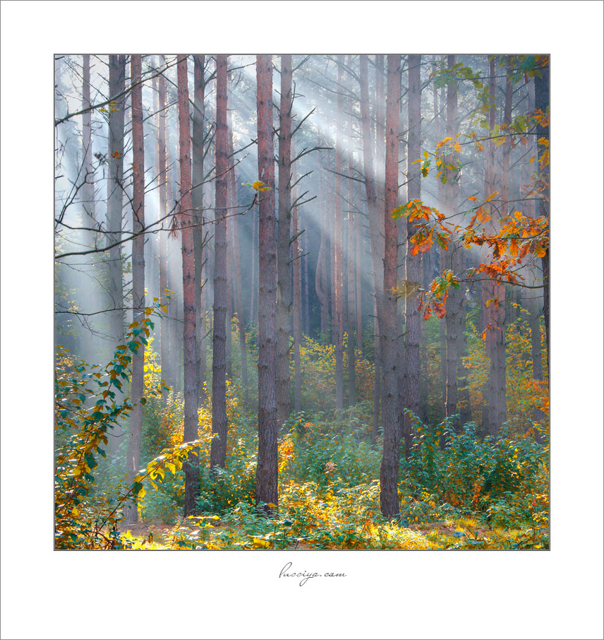 Reim des Morgenlichts