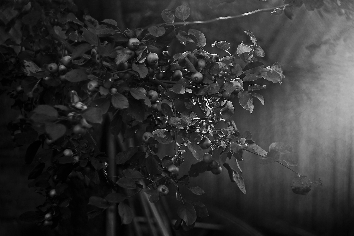 Reim des Morgenlichts